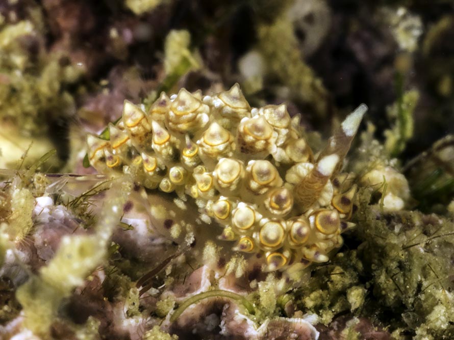 Janolus sp. A